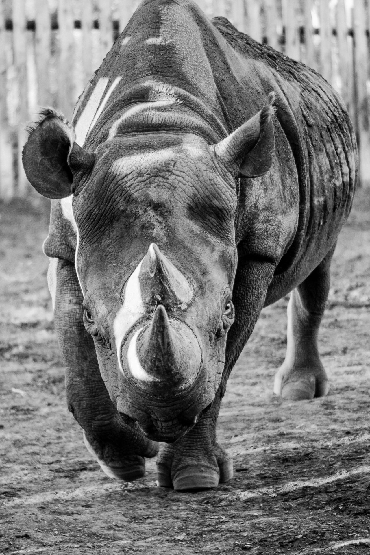 Black Rhino in Amboseli Black Rhino in Amboseli